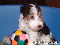 Welpe Fox Terrier Drahthaar