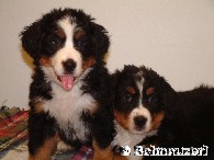 Welpen