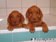 Welpen Magyar Vizsla (kurzhaarig)