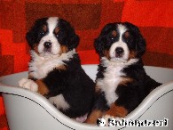 Welpen