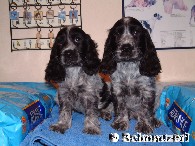 Welpen