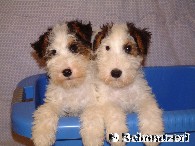 Fox Terrier Welpen Drahthaar