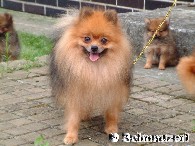 Spitz erwachsen
