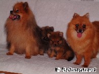 Spitzfamilie
