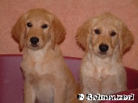 Zwei blonde Hovawart - Welpen