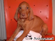 Welpe Magyar Vizsla (kurzhaarig)