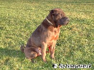 Kampfhund? - gegenber Menschen sehr freundlich