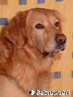 Hovawart blond