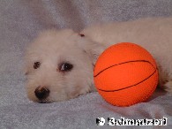 Malteserwelpen