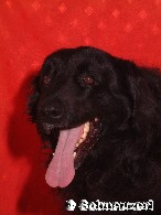 Hovawart schwarz