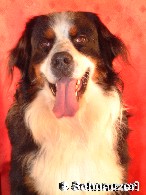Berner Sennenhund ausgewachsen