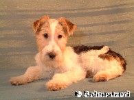 Fox Terrier Welpen Drahthaar