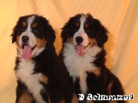 Welpen
