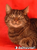 Auch Katzen perfekt ins Bild gesetzt