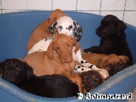 Welpen sind nicht nur niedlich ...