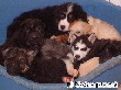 Hundekorb