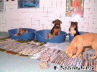 Gemtliche Hundezimmer